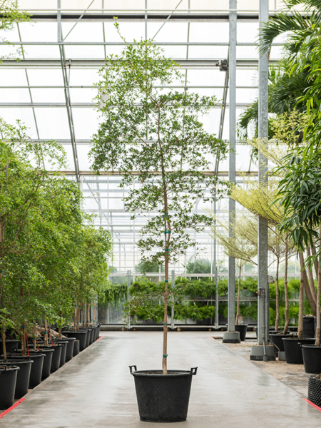 Bucida Buceras 'SHADY LADY'