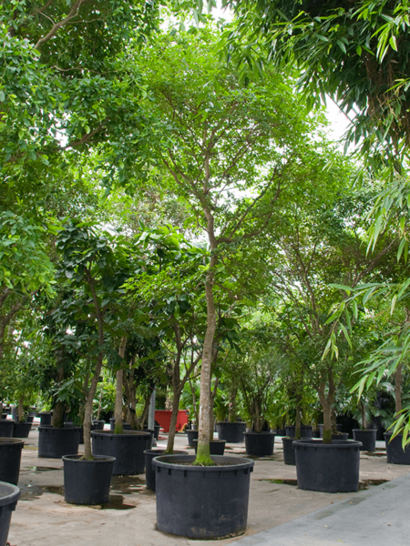 Bucera Bucera (hojas grandes)