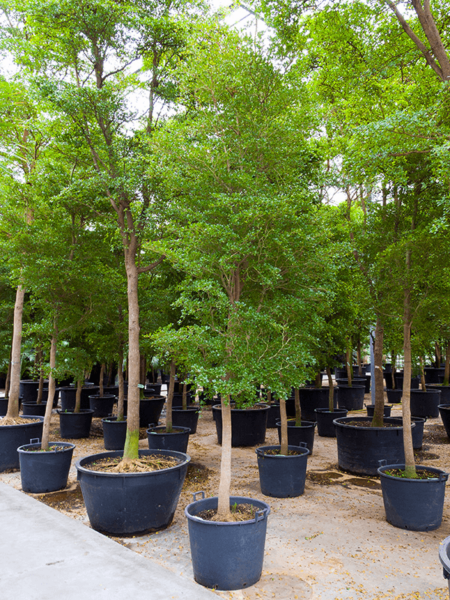 Bucida Buceras 'SHADY LADY'