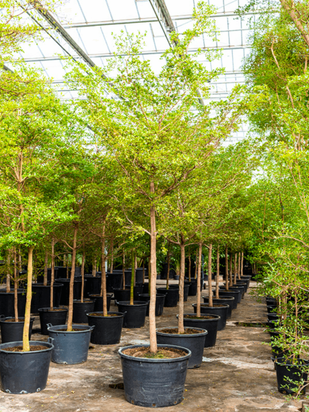 Bucida Buceras 'SHADY LADY'