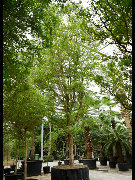 Bucida Buceras 'SHADY LADY'