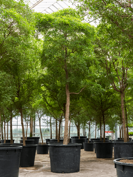 Bucida Buceras 'SHADY LADY'