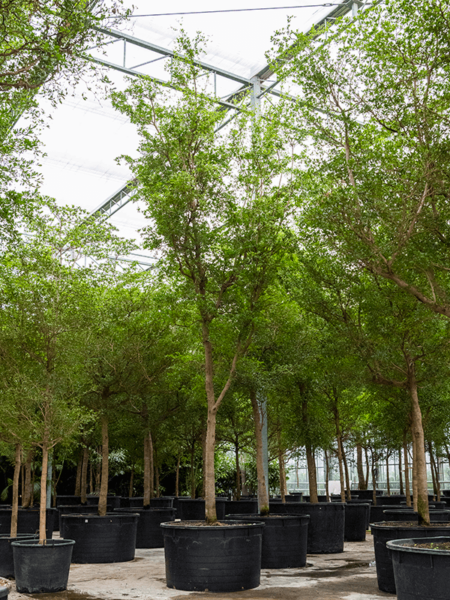 Bucida Buceras 'SHADY LADY'