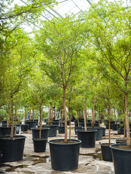 Bucida Buceras 'SHADY LADY'