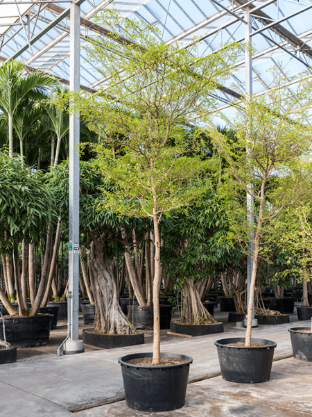 Bucida Buceras 'SHADY LADY'