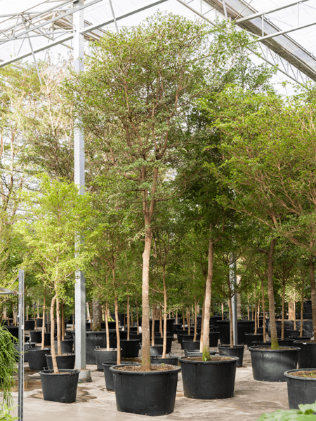 Bucida Buceras 'SHADY LADY'