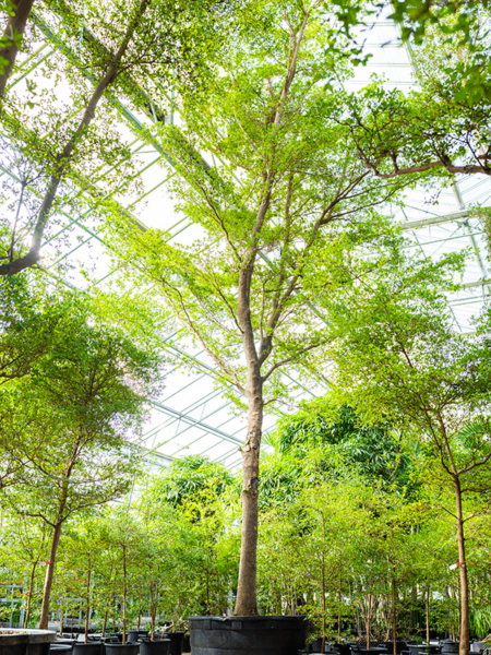 Bucida Buceras 'SHADY LADY'