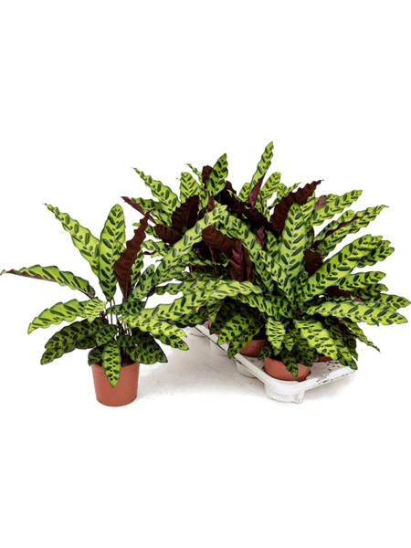 Calathea sobresaliente 8 / bandeja