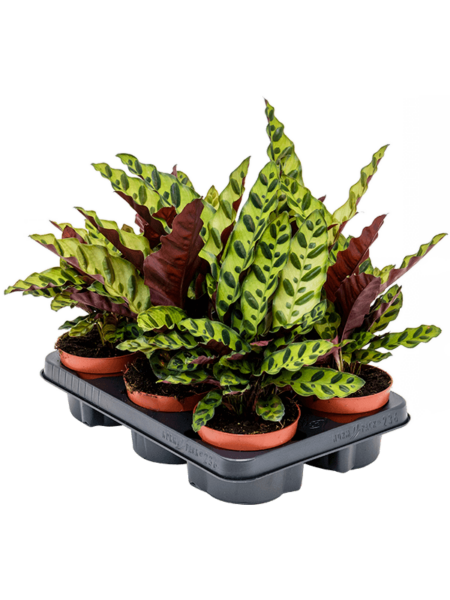 Calathea Sobresaliente 6 / Bandeja