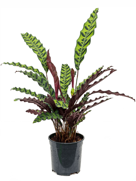 Insignis de Calathea