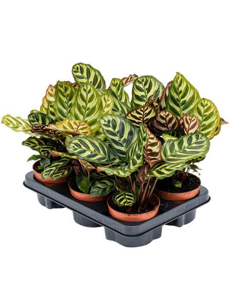 Calathea Makoyana 6 / Bandeja