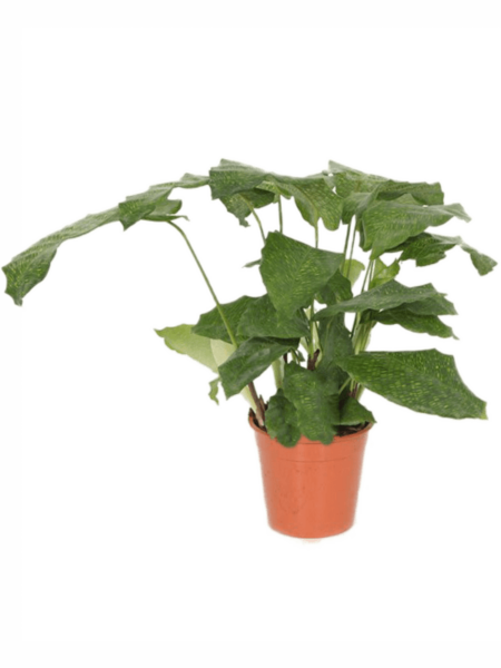 Calathea musaica (red) 8 / bandeja