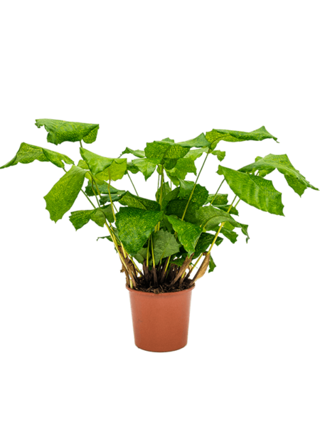 Calathea musaica (red)