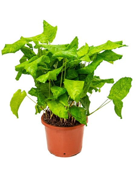 Calathea musaica (red)