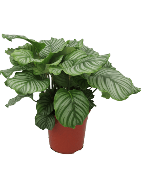 Calathea orbifolia