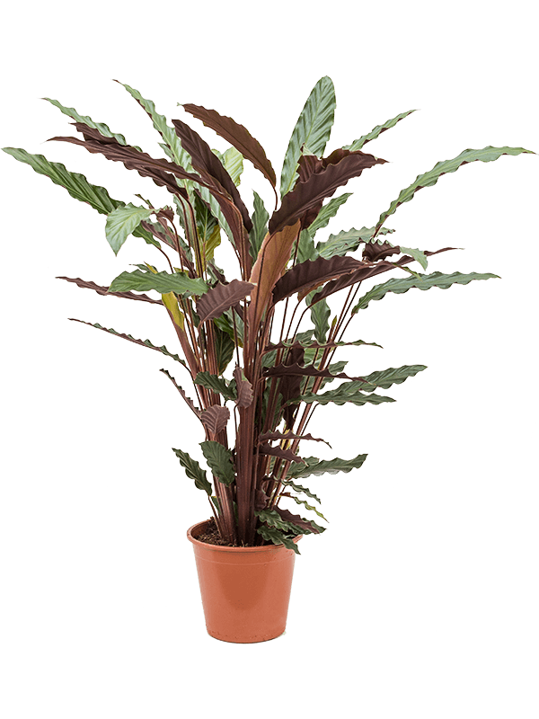 Calathe Rufibarba 'Wavestar'
