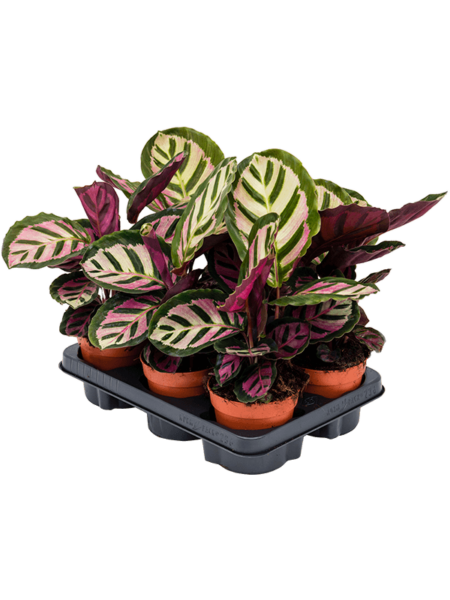 Calathea Orbifolia 'Silvia' 6 / bandeja