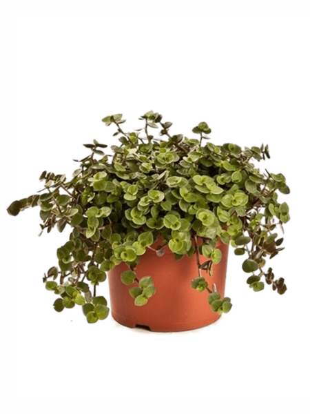 Callisis 'tortuga' 8 / bandeja