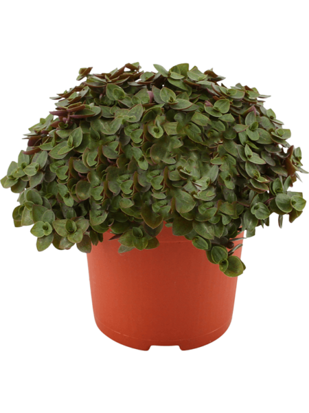 Callisis 'tortuga' 8 / bandeja