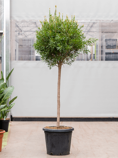 Callistemon Viminalis 'Red Star'