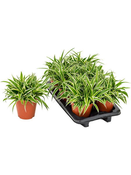 Chlorophytum comositum 'ocean' 6 / bandeja