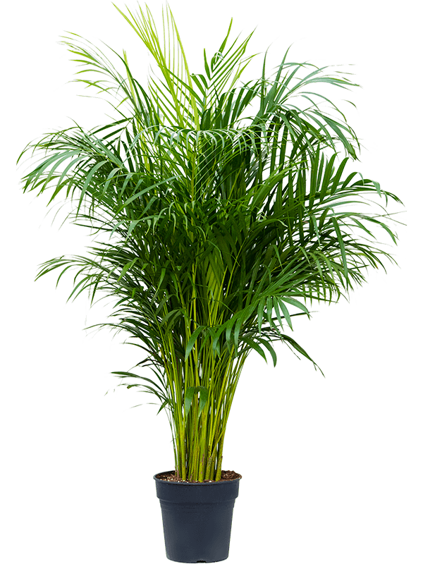 DYPSIS (Areca) Lutescens