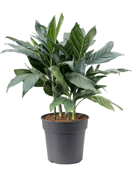 Chamaedorea Metallica