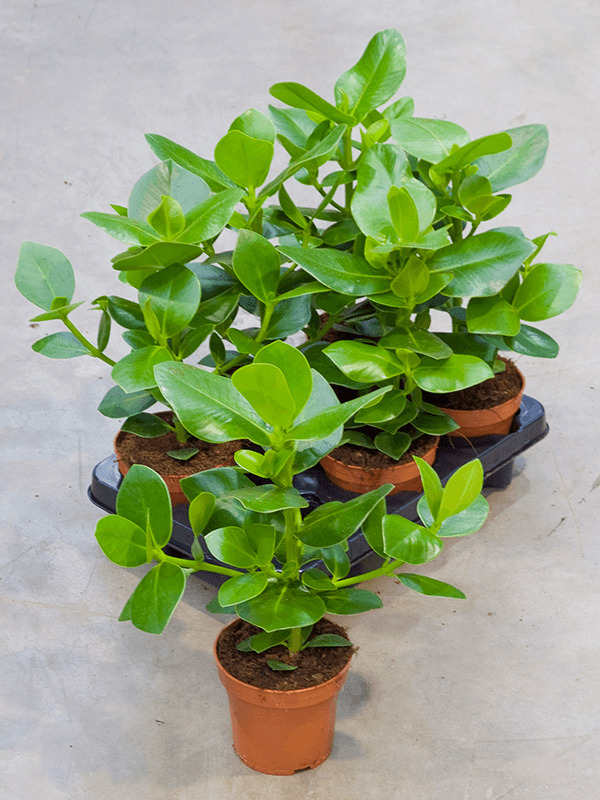 Clusia Rosea 'Princess' 6 / bandeja