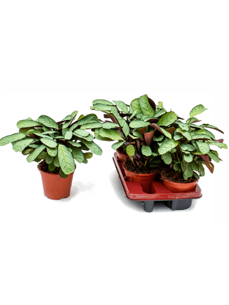 Ctenanthe Burle-Marxii 'amagris' 4 / bandeja