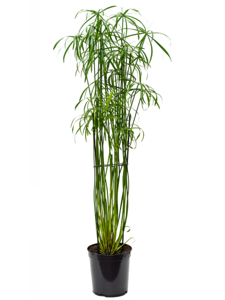 Cyperus alternifolius 'Glaber
