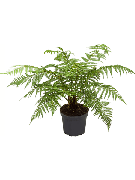 Dicksonia Antártida