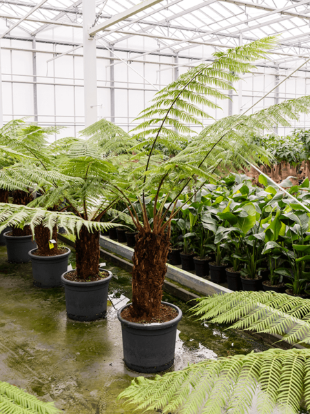 Dicksonia Antártida