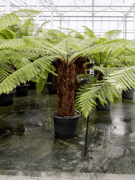 Dicksonia Antártida