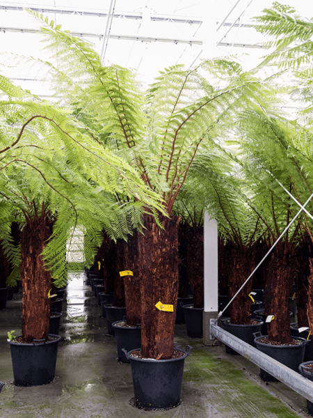 Dicksonia Antártida