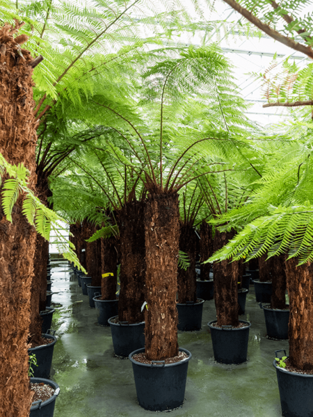 Dicksonia Antártida