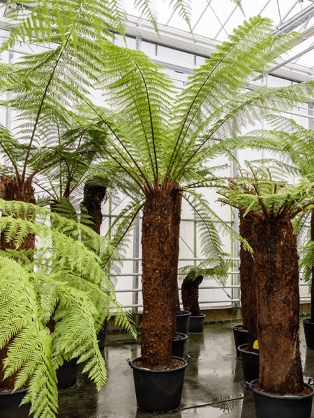 Dicksonia Antártida