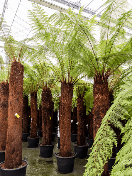Dicksonia Antártida