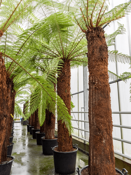 Dicksonia Antártida