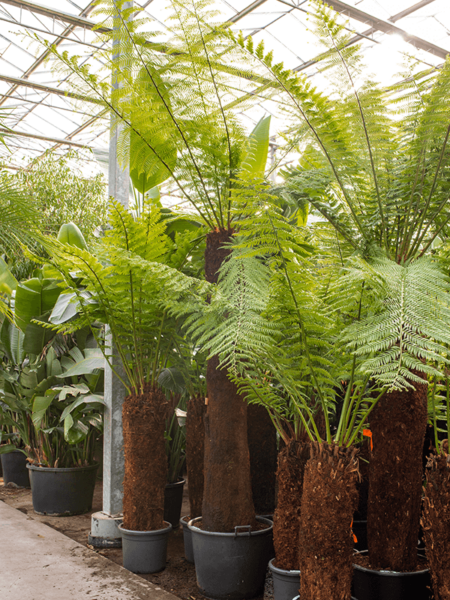 Dicksonia Antártida