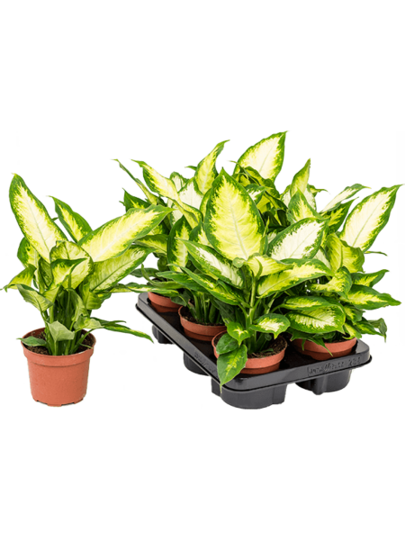 Dieffenbachia Seguine 'Camilla' 6 / Bandeja