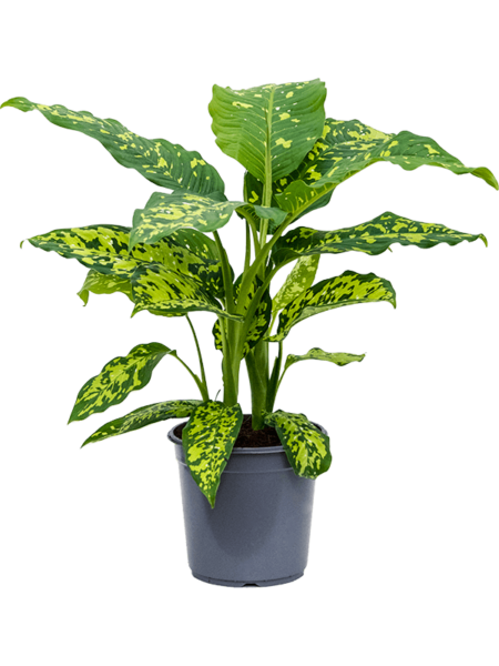 Dieffenbachia Seguine 'Guepardo'