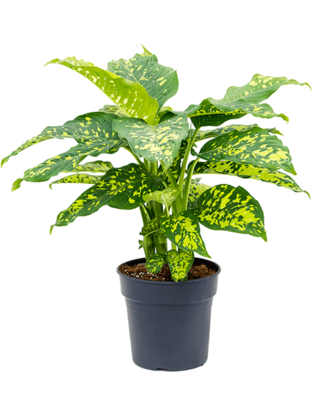 Dieffenbachia Seguine 'Guepardo'