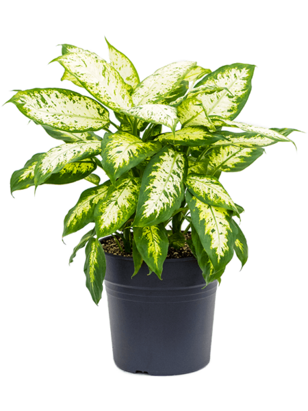 Dieffenbachia 'compacta'