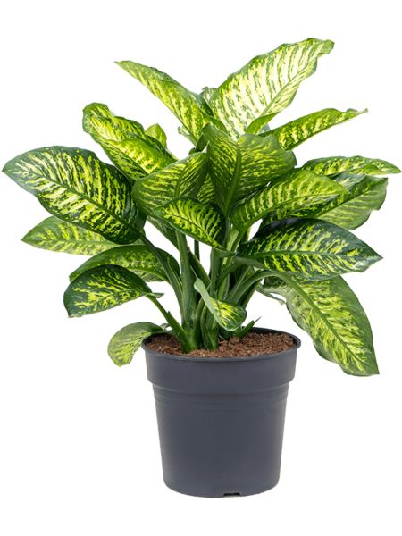 Diefenbachia Seguine 'Maroba'