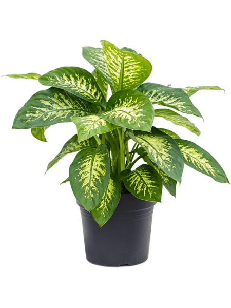 Dieffenbachia Seguine 'Reeva'