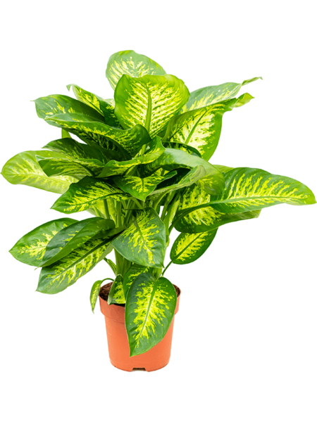 Dieffenbachia Seguine 'Reeva'