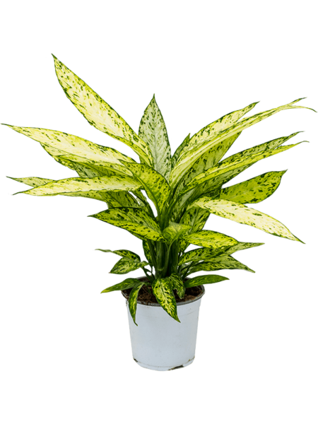 Dieffenbachia 'Vesubius'
