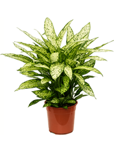 Dieffenbachia 'Vesubius'