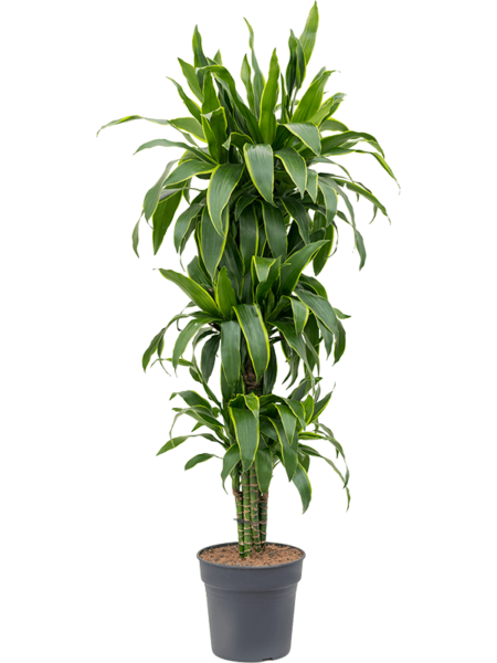 Dracaena Fragrans 'Arturo'