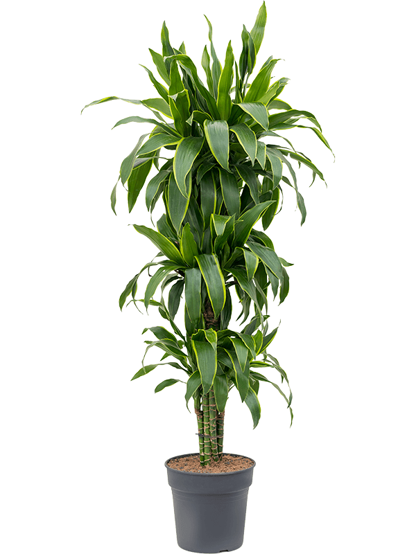 Dracaena Fragrans 'Arturo'